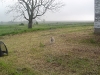 Tieta the farm dog