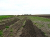 Garden Rows