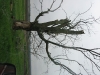 Tree keeps losing branches