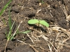 Seedlings