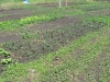 Seedlings
