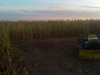 No more roof in cornfield