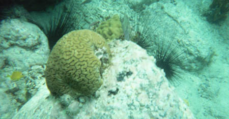 Brain Coral